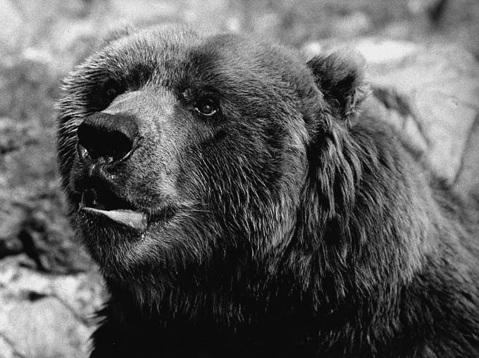 Kodiak